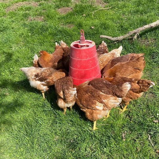 Hühnerpatenschaft (für 1 Jahr)