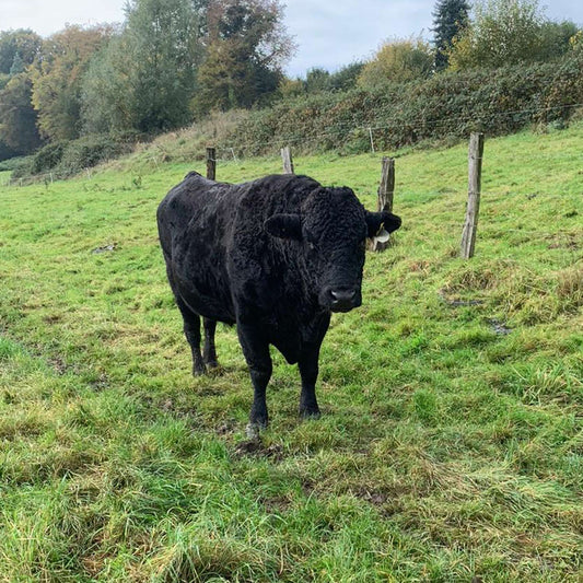 Rindfleischbox 10kg - Wagyu F1 (Anteil von 50% Wagyu)